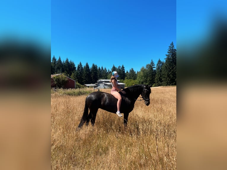 Warlander Merrie 11 Jaar 163 cm Zwart in Yelm, WA