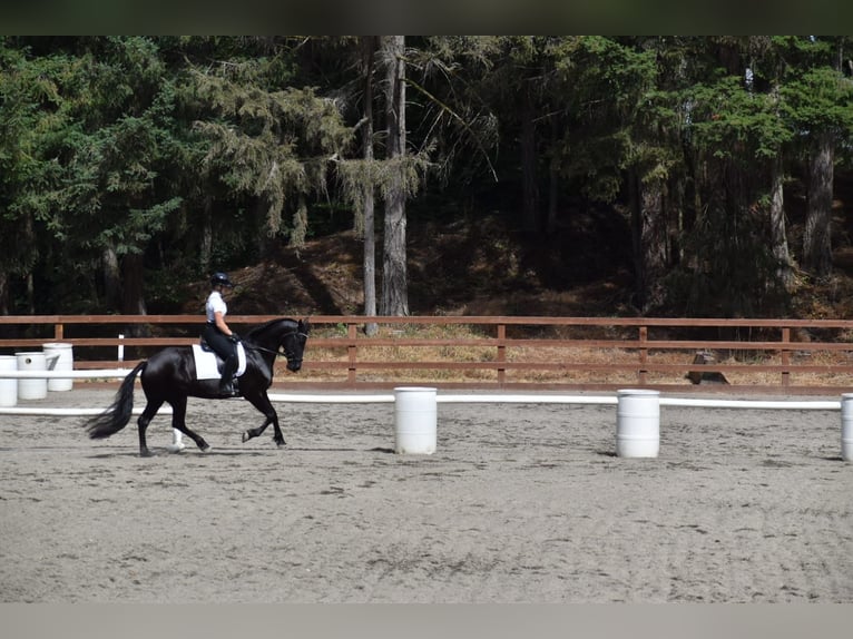 Warlander Merrie 11 Jaar 163 cm Zwart in Yelm, WA