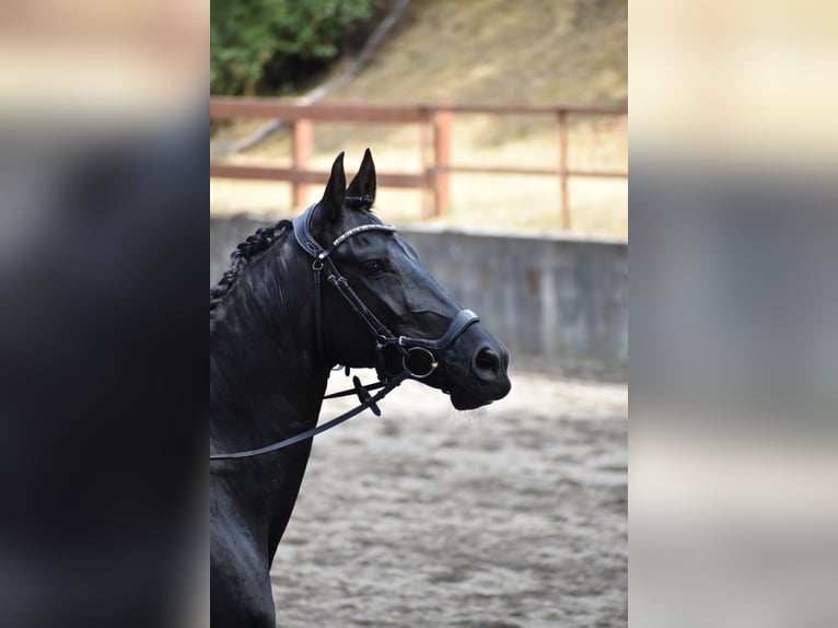 Warlander Merrie 11 Jaar 163 cm Zwart in Yelm, WA