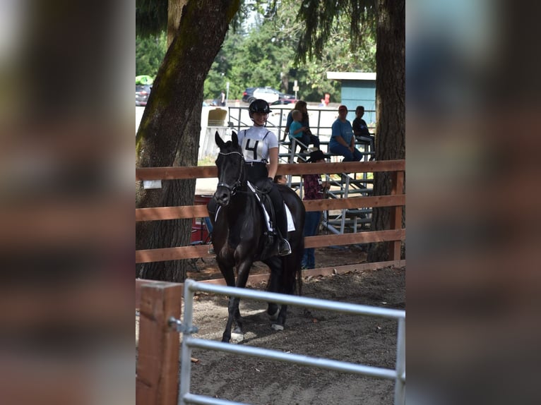 Warlander Merrie 11 Jaar 163 cm Zwart in Yelm, WA