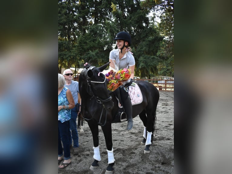 Warlander Merrie 11 Jaar 163 cm Zwart in Yelm, WA