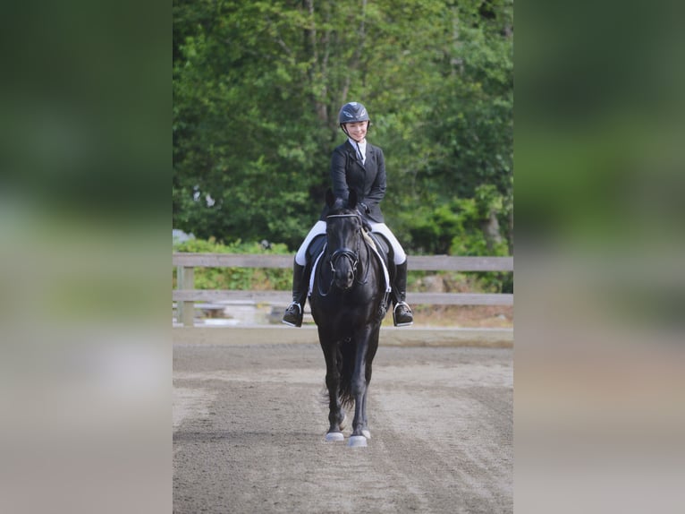 Warlander Merrie 11 Jaar 163 cm Zwart in Yelm, WA