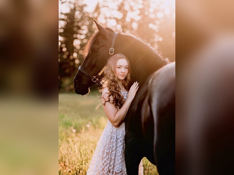 Warlander Merrie 11 Jaar 163 cm Zwart in Yelm, WA