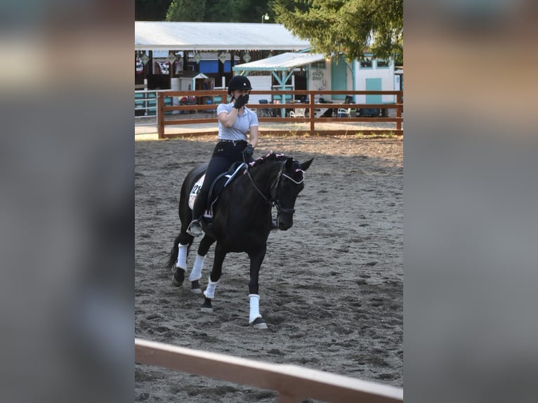 Warlander Merrie 11 Jaar 163 cm Zwart in Yelm, WA