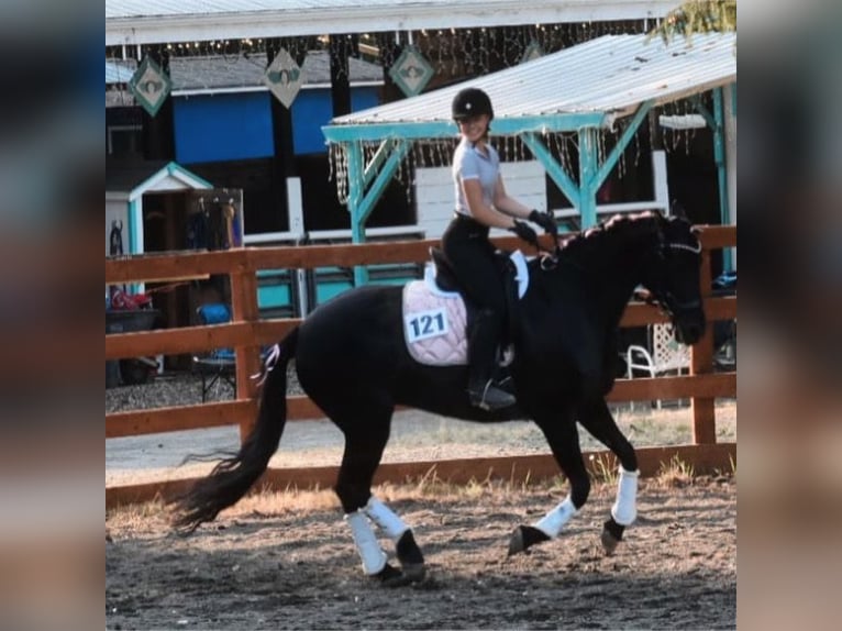 Warlander Merrie 11 Jaar 163 cm Zwart in Yelm, WA