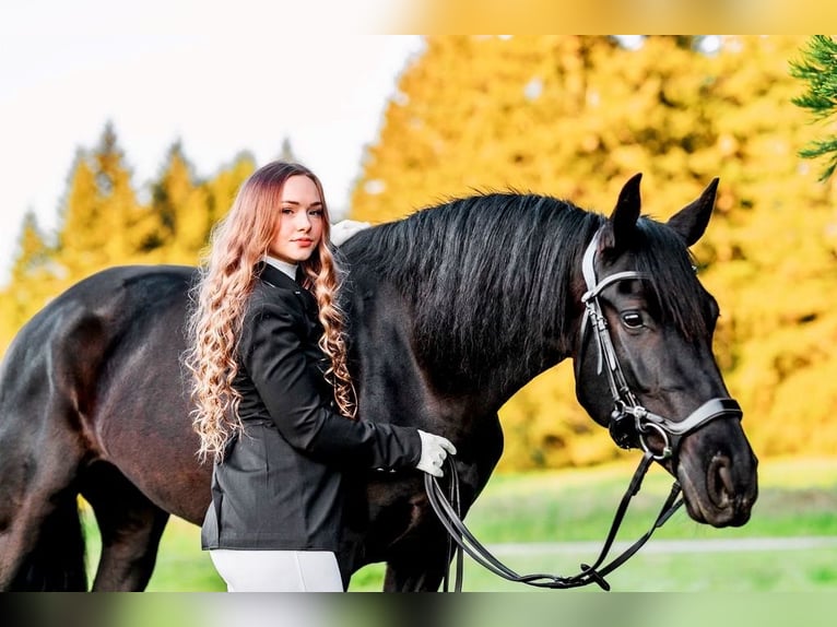 Warlander Merrie 11 Jaar 163 cm Zwart in Yelm, WA