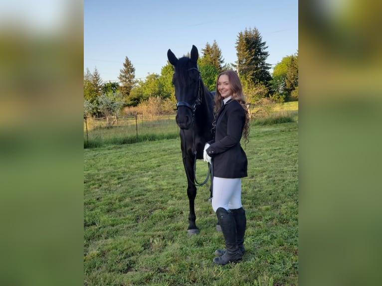 Warlander Merrie 11 Jaar 163 cm Zwart in Yelm, WA