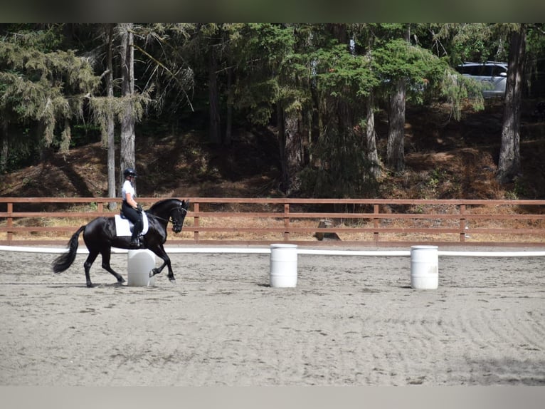 Warlander Merrie 11 Jaar 163 cm Zwart in Yelm, WA