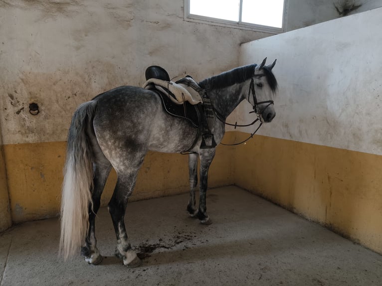 Warlander Merrie 12 Jaar 172 cm Schimmel in Logroño