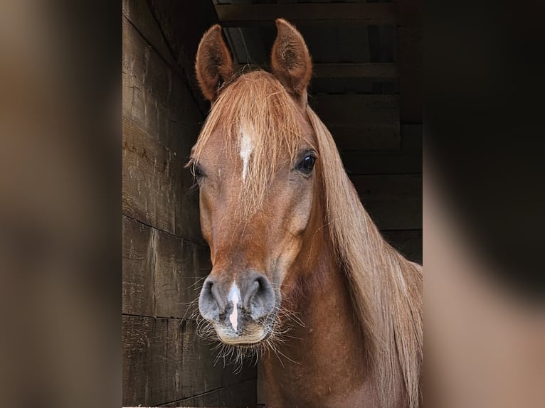 Warlander Merrie 3 Jaar 152 cm in Theresienfeld