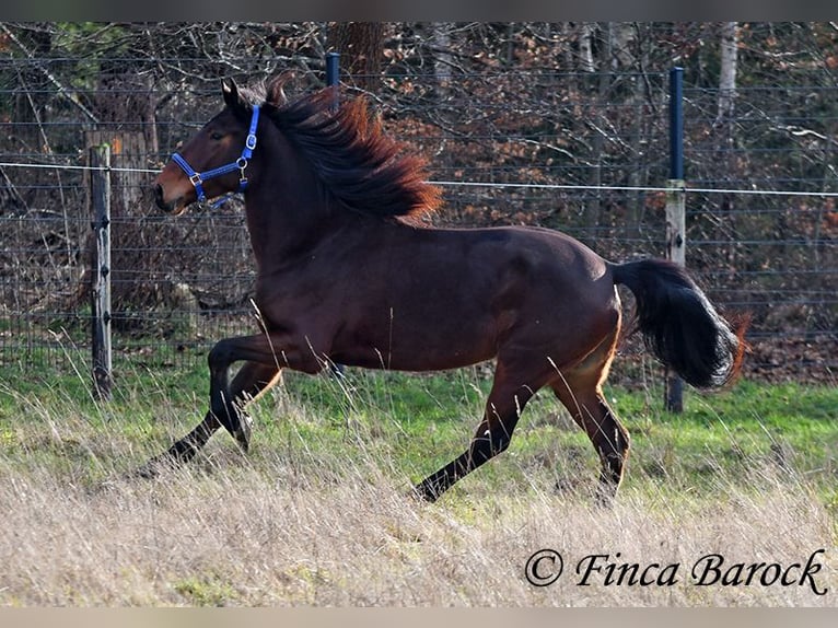 Warlander Merrie 4 Jaar 160 cm Donkerbruin in Wiebelsheim