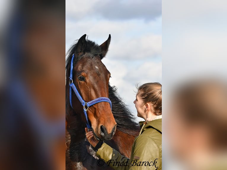 Warlander Merrie 4 Jaar 160 cm Donkerbruin in Wiebelsheim