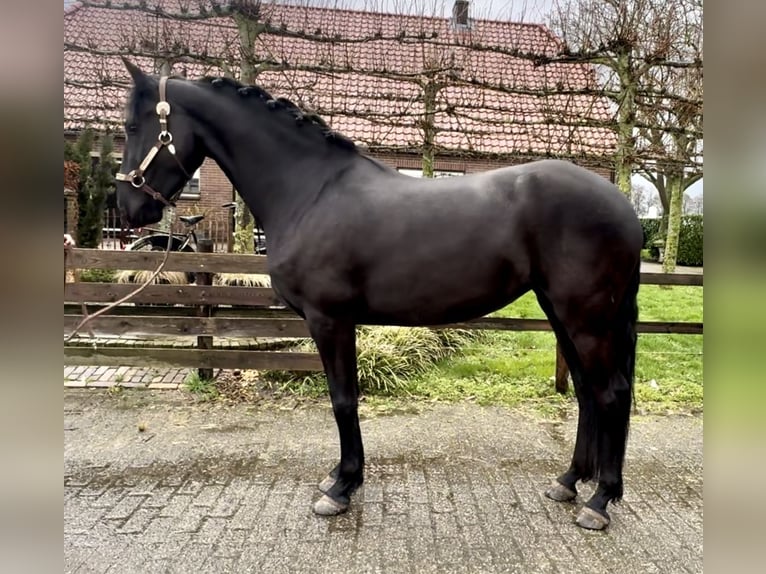 Warlander Merrie 5 Jaar 162 cm Zwart in Barneveld