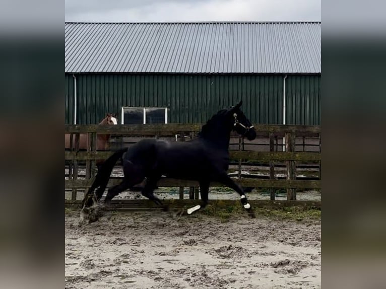 Warlander Merrie 5 Jaar 162 cm Zwart in Barneveld