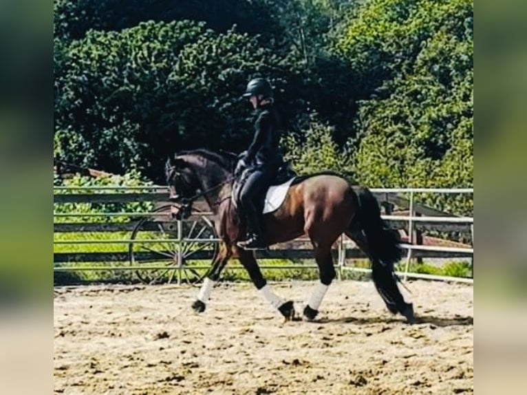 Warlander Merrie 6 Jaar 152 cm Roodbruin in Laguna Niguel, CA