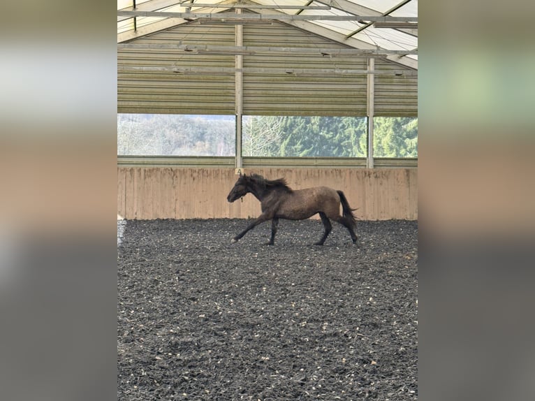 Warlander Ogier 2 lat 160 cm Grullo in Katzenelnbogen