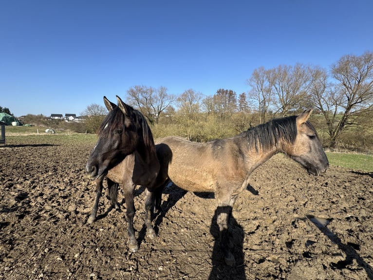 Warlander Ogier 2 lat 160 cm Grullo in Katzenelnbogen