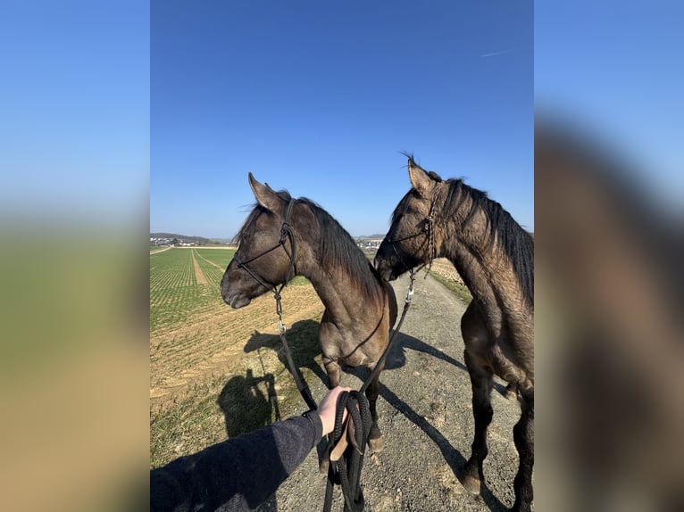 Warlander Ogier 2 lat 160 cm Grullo in Katzenelnbogen