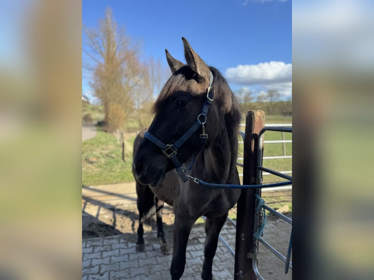Warlander Ogier 2 lat 160 cm Grullo in Katzenelnbogen
