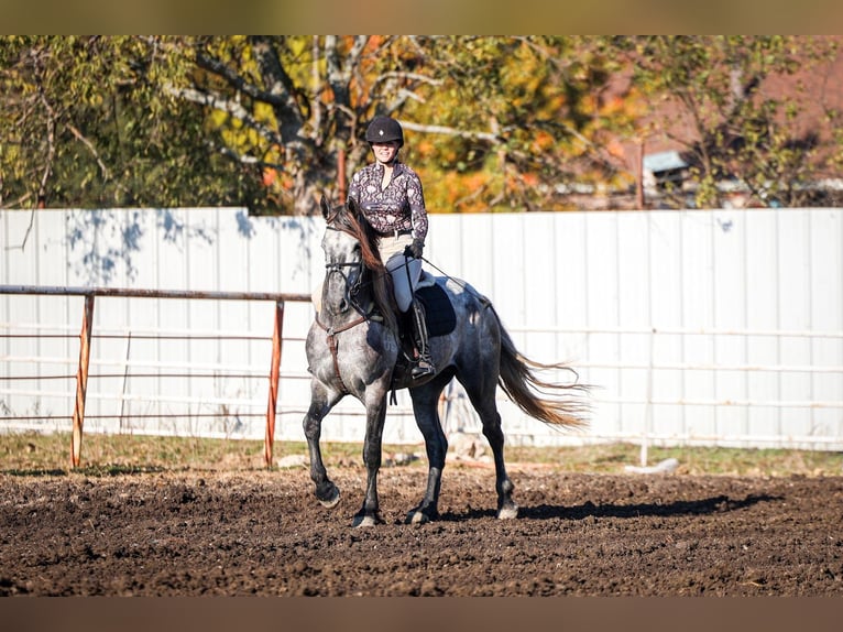Warlander Ogier 4 lat 163 cm Siwa jabłkowita in Forney