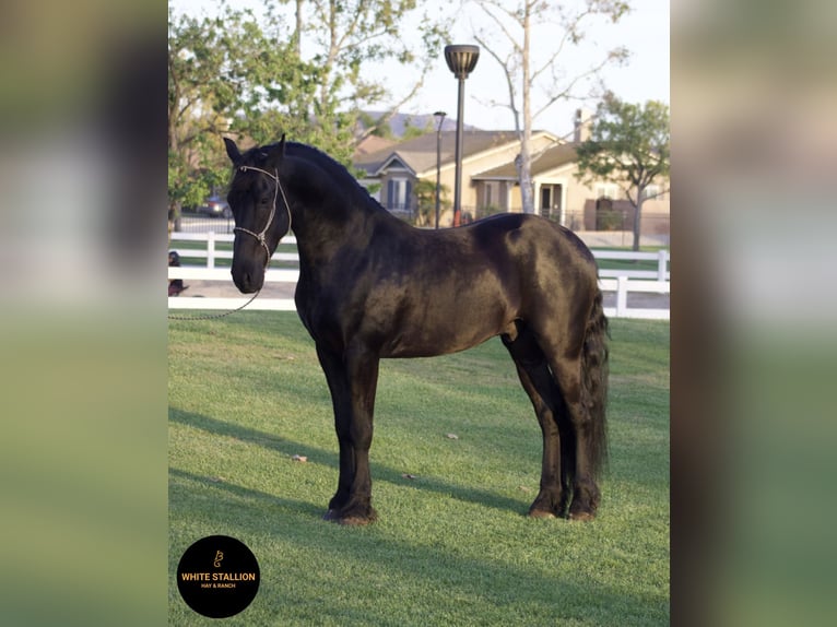 Warlander Ogier 5 lat 163 cm Kara in Corona, CA