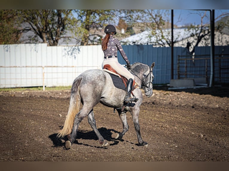 Warlander Ogier 5 lat 163 cm Siwa jabłkowita in Forney