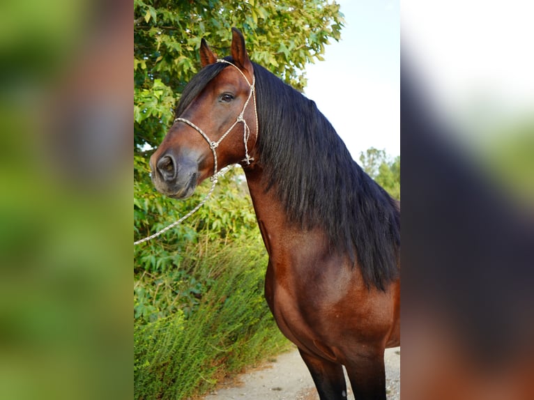 Warlander Mix Ogier 7 lat 152 cm in Corona, CA