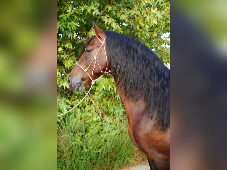 Warlander Mix Ogier 8 lat 152 cm in Corona, CA