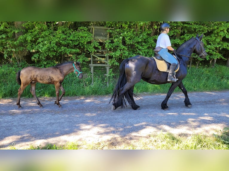 Warlander Ogier Źrebak (03/2026) 165 cm Kara in Ohrenbach