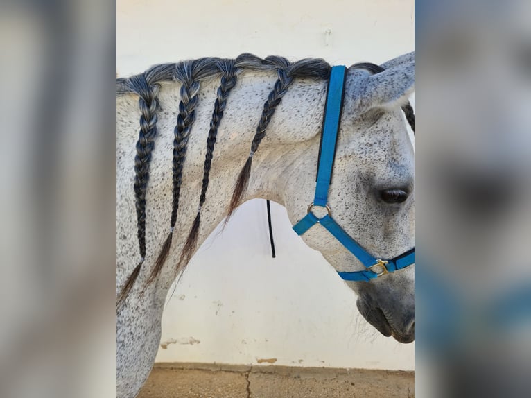 Warlander Mix Ruin 17 Jaar 158 cm Vliegenschimmel in Ciutadella De Menorca