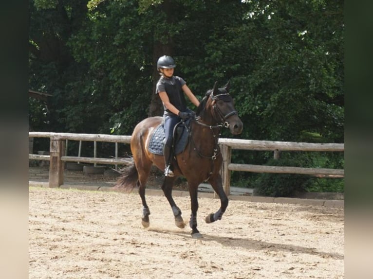 Warlander Ruin 7 Jaar 156 cm Zwart in Schlitz