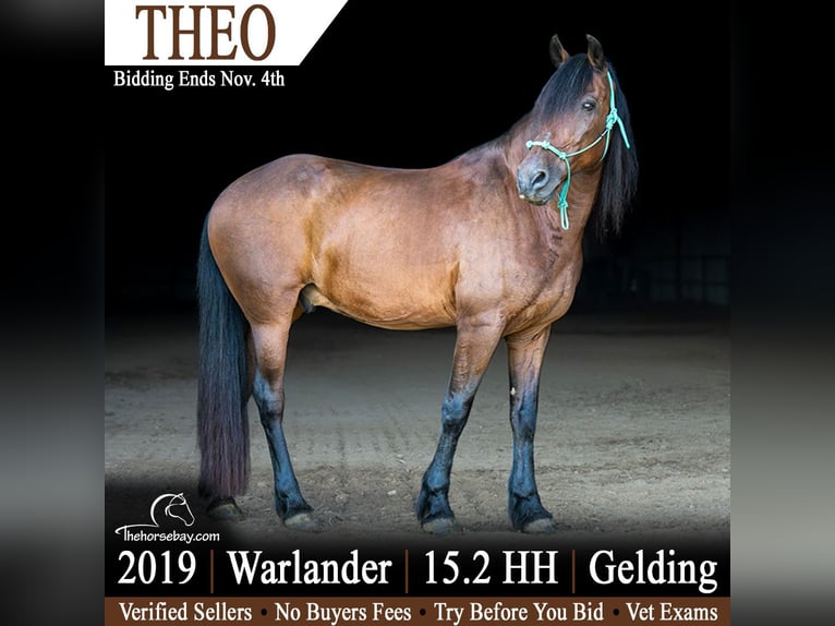 Warlander Ruin 7 Jaar 157 cm Roodbruin in Harrison, AR