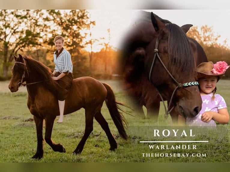 Warlander Ruin 8 Jaar 157 cm Roodbruin in Harrison, AR