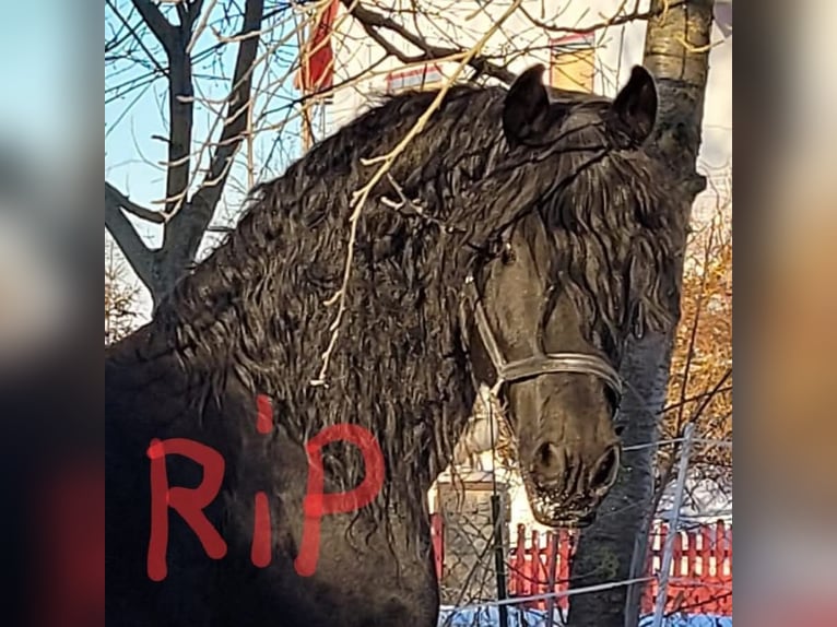 Warlander Semental 1 año 162 cm Palomino in Ohrenbach