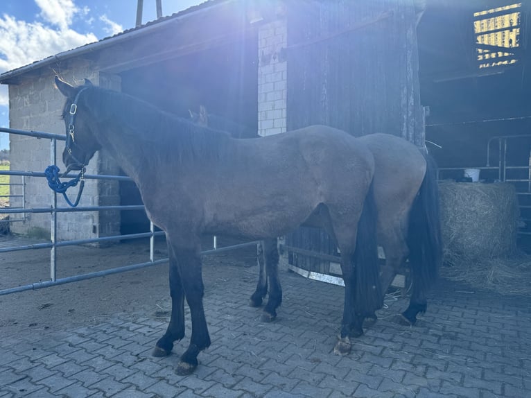 Warlander Semental 2 años 160 cm Grullo in Katzenelnbogen