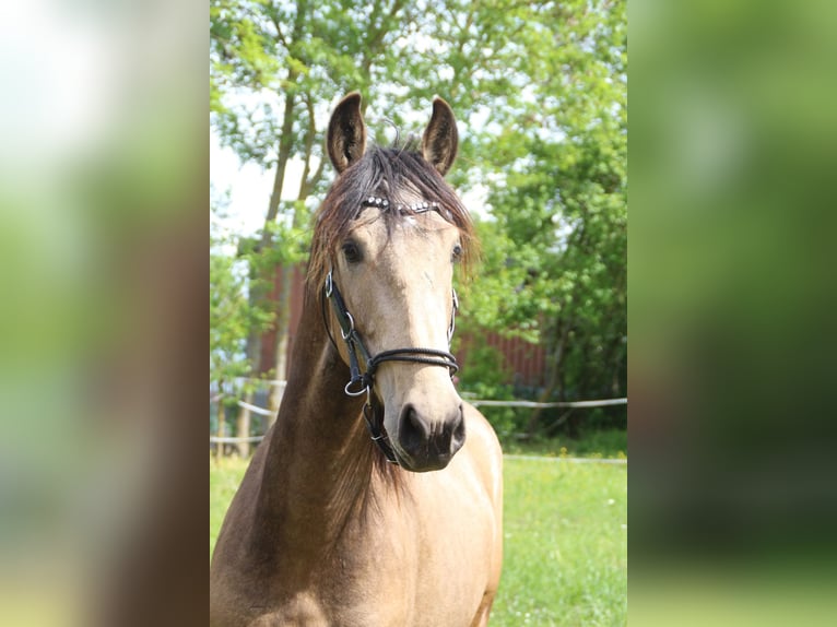 Warlander Semental 2 años 165 cm Buckskin/Bayo in Ohrenbach