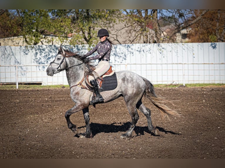 Warlander Semental 4 años 163 cm Tordo rodado in Forney