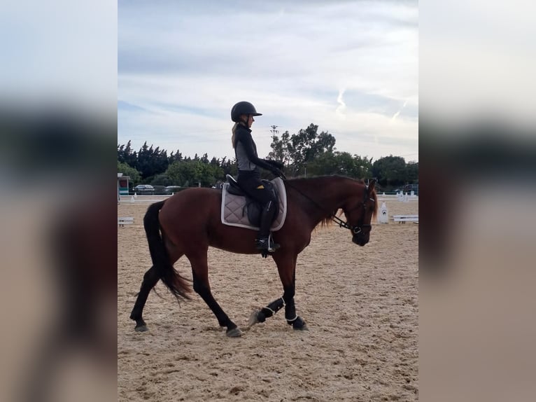 Warlander Semental 5 años 162 cm Castaño rojizo in Mijas Costa