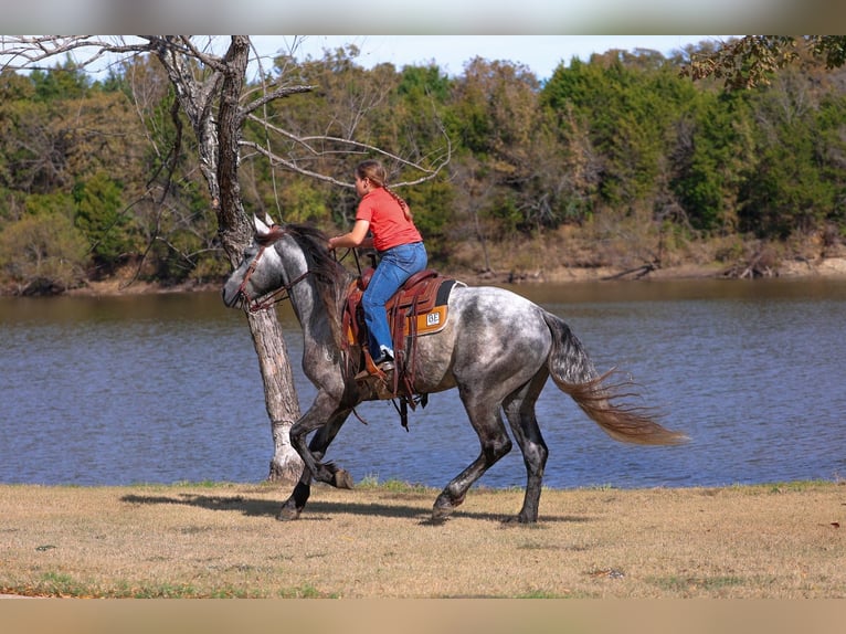 Warlander Semental 5 años 163 cm Tordo rodado in Forney