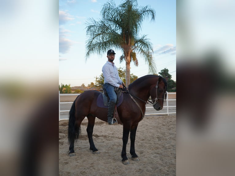 Warlander Mestizo Semental 8 años 152 cm in Corona, CA