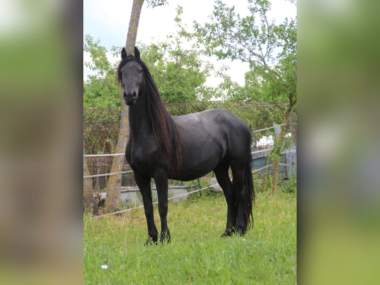 Warlander Semental Potro (03/2026) 165 cm Negro in Ohrenbach