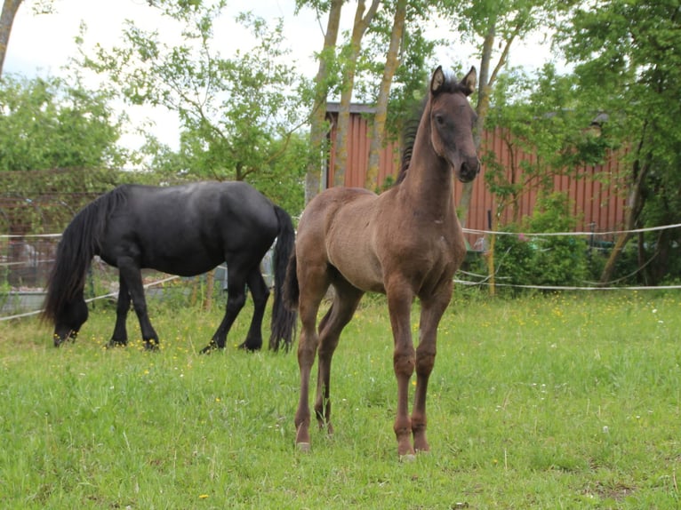 Warlander Semental Potro (03/2026) 165 cm Negro in Ohrenbach