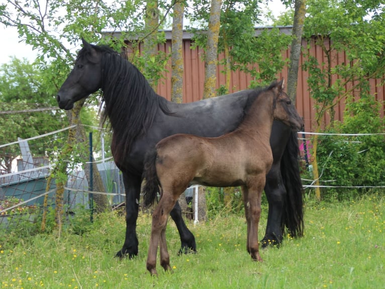 Warlander Semental Potro (03/2026) 165 cm Negro in Ohrenbach