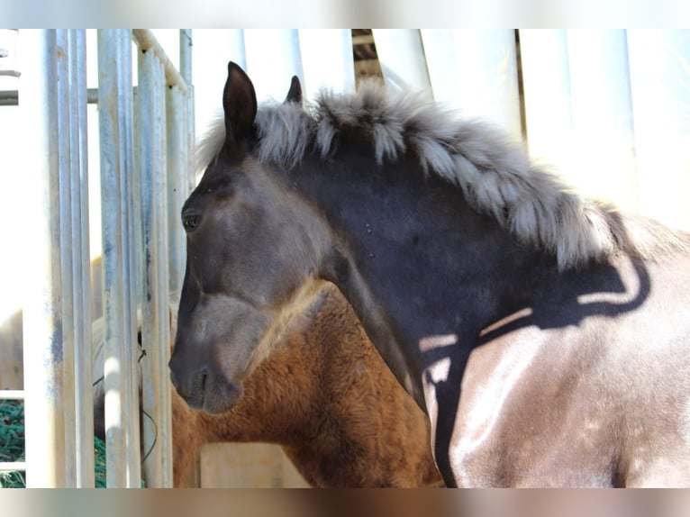 Warlander Stallion 1 year 15.2 hh  in Engen