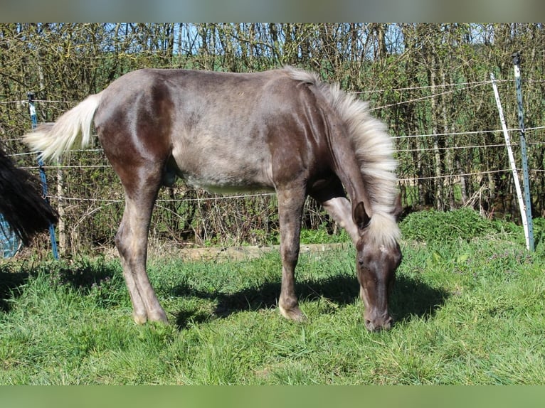 Warlander Stallion 1 year 15.2 hh  in Engen