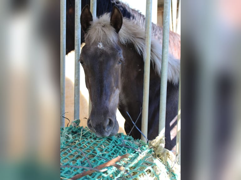 Warlander Stallion 1 year 15.2 hh  in Engen