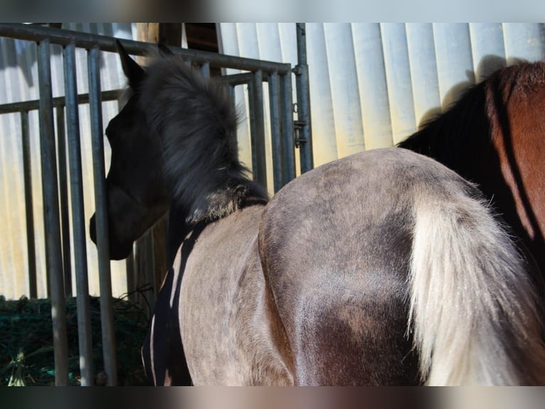 Warlander Stallion 1 year 15.2 hh  in Engen