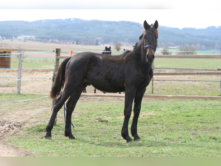 Warlander Stallion 1 year 15,2 hh Black in Kladruby