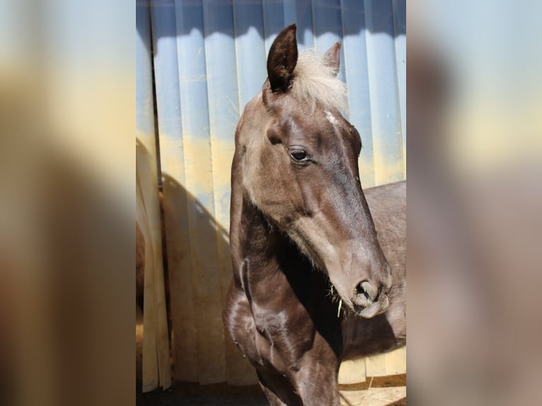Warlander Stallion 1 year 15,2 hh  in Engen