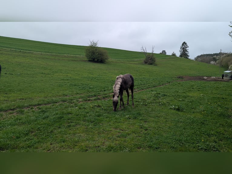 Warlander Stallion 1 year 15,2 hh  in Engen